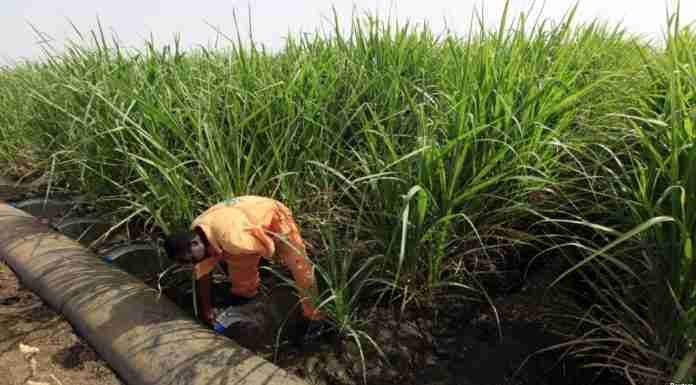 Sugar exports in sharp decline