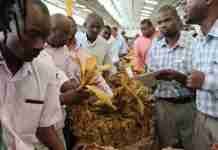 Zim tobacco output nears record high