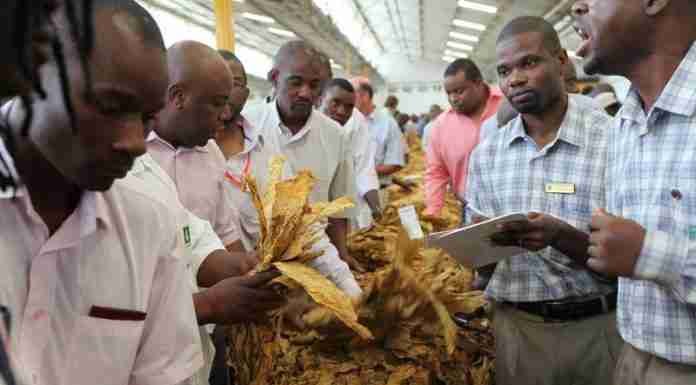 Zim tobacco output nears record high