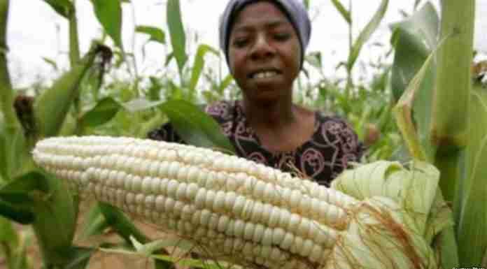 Zimbabwe’s Agric Authority Issues $75M Grain Bills to buy maize from local farmers