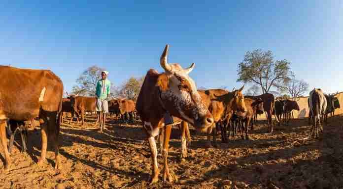 Forex crisis decimates 50 000 of Zimbabwe’s cattle