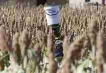 As drought looms, Zimbabwe asks itself: Should we keep growing maize?