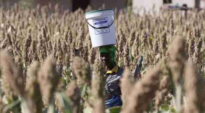 As drought looms, Zimbabwe asks itself: Should we keep growing maize?