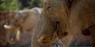 Africa Zimbabwe elephants