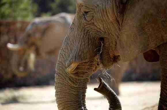 Africa Zimbabwe elephants