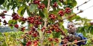 Zimbabwe coffee