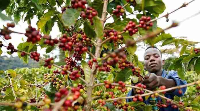 FEATURE | After years of slumber, Zimbabwe farmers wake up to smell the coffee Zimbabwe coffee