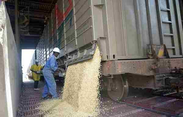 Farmers deliver 64% more maize to GMB on faster payments
