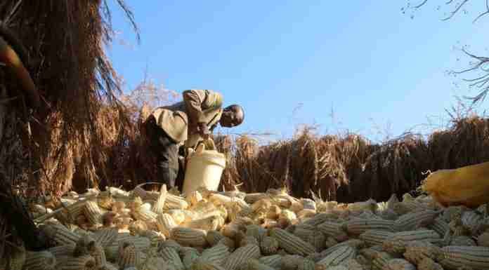 Zimbabwe forecasts near-record maize harvest, but govt faces daunting Z$65bn grain purchase bill