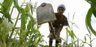 Zimbabwe drought