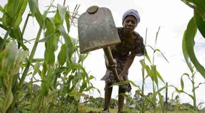 ‘Normal to below-normal’ rainfall for drought-hit Zimbabwe this season: SADC forecast Zimbabwe drought