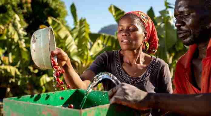 Zim farmers put down the coffee for macadamia nuts