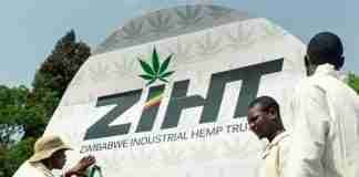 Zimbabwe hemp cannabis