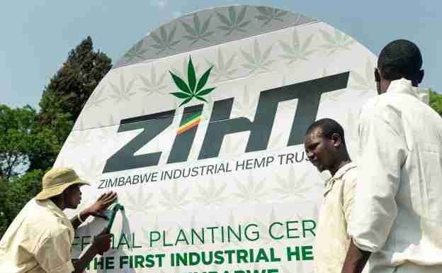 Zimbabwe hemp cannabis
