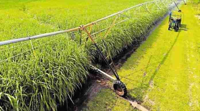 Hippo Valley’s Q1 sugar exports up 120%, expects bigger shipments to Kenya, US