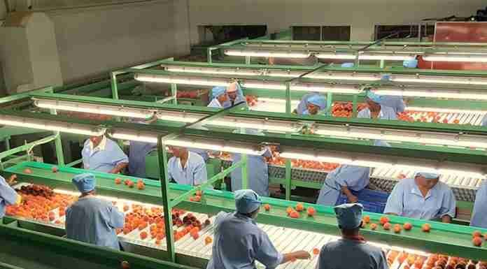 Nhimbe Fresh looks to the sun for growth, signs 1.9MW solar power deal for fruit estates