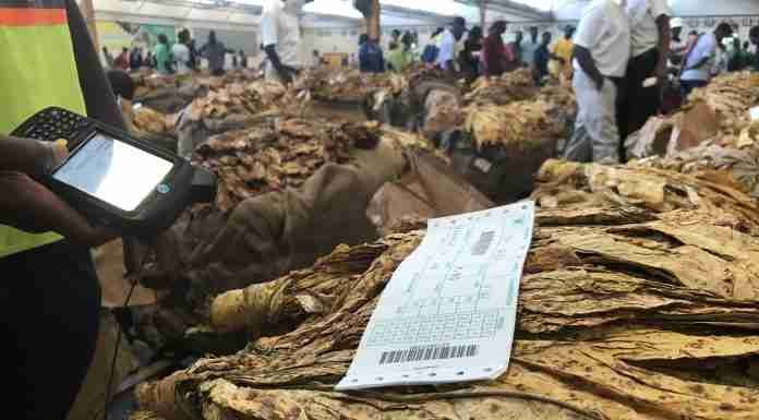 Tobacco’s big money headlines cloud farmers’ struggles – ZTA