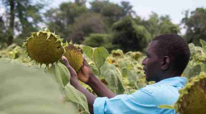 FEATURE | In the heat of climate change, sunflower blooms for these Gokwe farmers