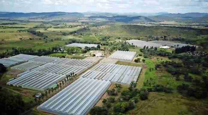 Govt guarantees US$750K CBZ loan for Zim’s biggest rose exporter