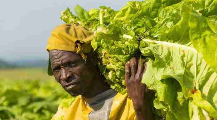 ‘It’s like we’re chained’: Tobacco is booming, but growers are trapped by debts to greedy merchants