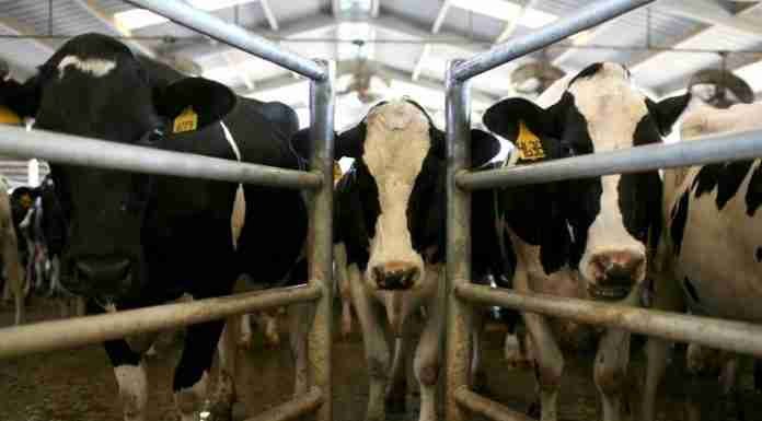 Competitions regulator still assessing Dairibord 2020’s alliance with biggest milk supplier