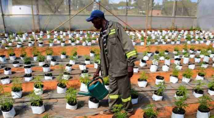 Zimbabwean farmers hope for whiff of cannabis boom