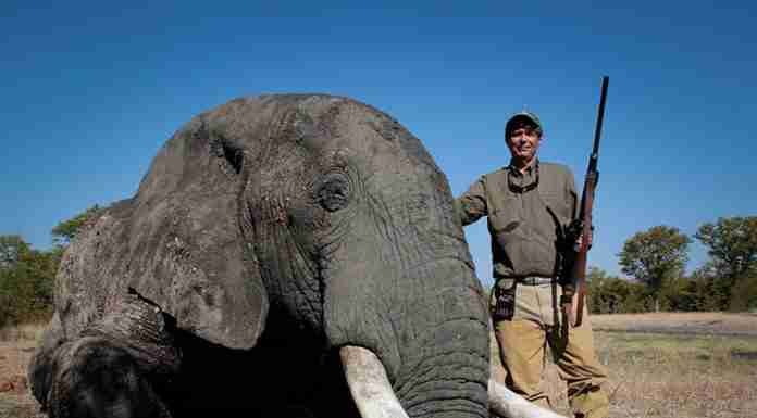 Zimbabwe’s US$100m hunting sector sees sales up 15% this year, beating pre-COVID earnings