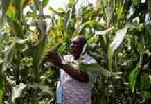 Zimbabwe sees sharp maize output rebound, but may still fall short of grain needs