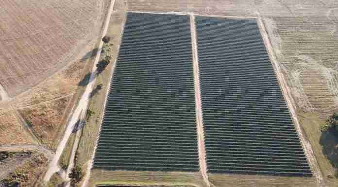 After strong year, Zimbabwean blueberry farmers are investing US$140m to expand production