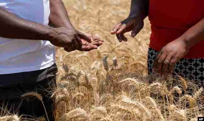 Lower sales by Zimbabwe’s biggest seed company waters down optimistic wheat forecasts