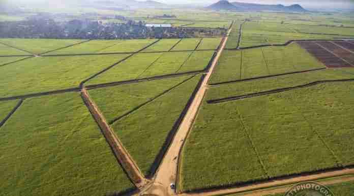Tongaat SA in liquidation: Local sugar estates are not affected, but potential buyers keep keen eye on control battle