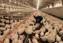 Irvine’s spread wings in Tanzania with new Cobb broiler project
