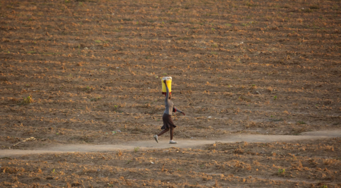 Dire crop report: Maize hectarage is down 12%, and Govt fears panic buying of grain