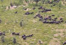 OPINION | I love elephants, and Zimbabwe’s plan to cull them is the right thing to do