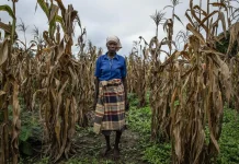 Our worst fears: As hope in La Niña fades, forecasters fear we may be headed for another drought