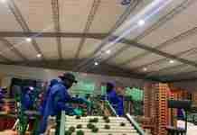 Bearing fruit: Avocado boom drives Tanganda’s return to profit