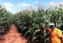 ANALYSIS | How the latest good news about Zimbabwe’s maize recovery hides an old crisis – low farm productivity
