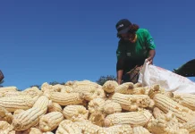 Zambia’s maize harvest doubles to record high after drought, smallholder farmers lead recovery