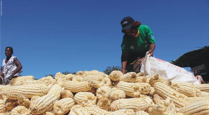 Zambia’s maize harvest doubles to record high after drought, smallholder farmers lead recovery