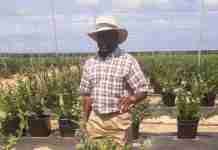 Zimbabwe to start blueberry exports to China after breakthrough agreement