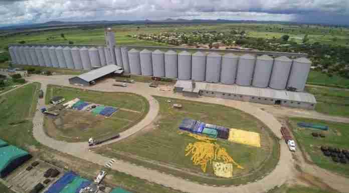 maize