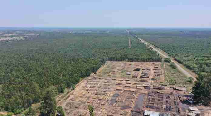 Zimbabwe’s timber crunch: What happens when a country stops planting for the future?