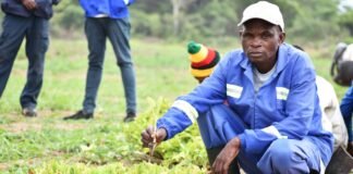 More farmers ditch tobacco after price collapse: What it means for the new season