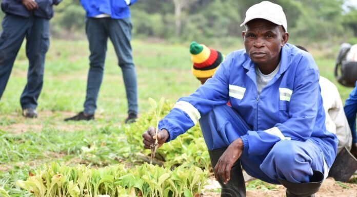 More farmers ditch tobacco after price collapse: What it means for the new season